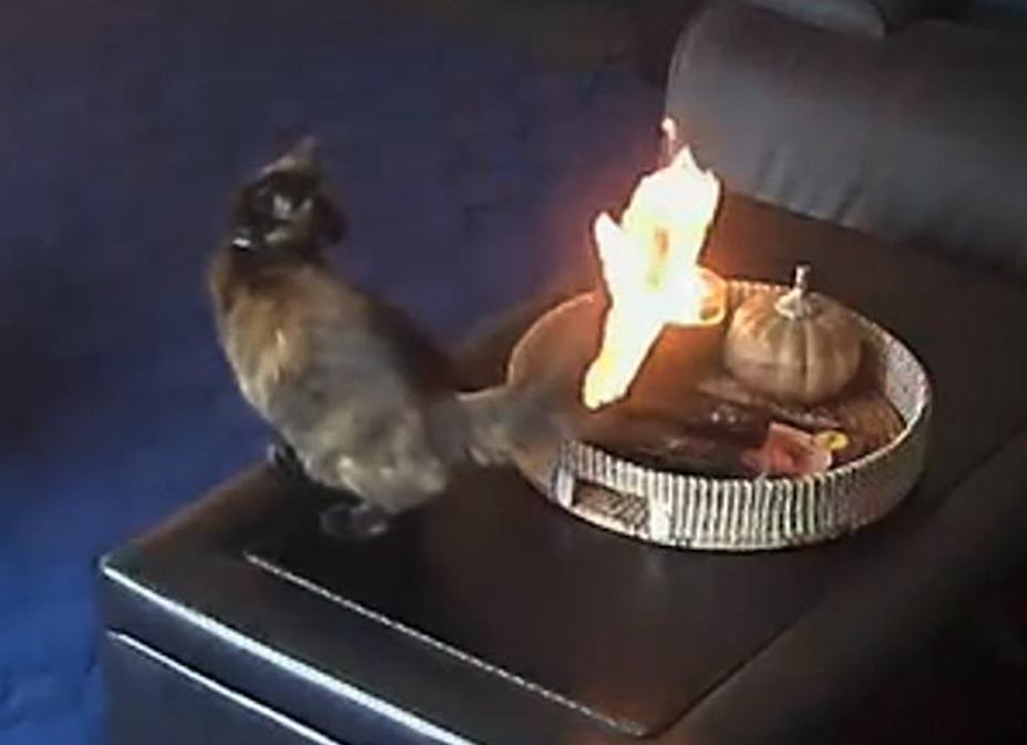 debut d'incendie par chat
